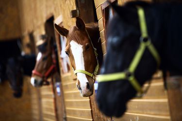 15 verdachten die dressuurpaard Vingino probeerden te stelen nog vast