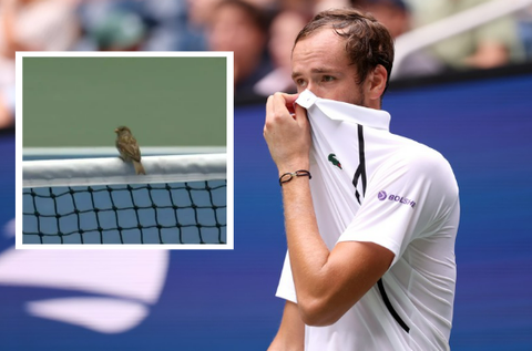 Bizarre beelden op de US Open: umpire grijpt in vanwege vogels op het net, toptennisser Daniil Medvedev woest