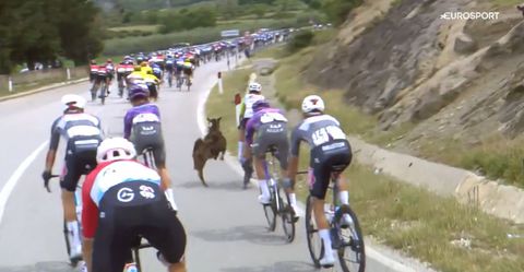 Nog nooit vertoond moment in Giro: peloton ontsnapt aan enorme valpartij na aanval van een dier