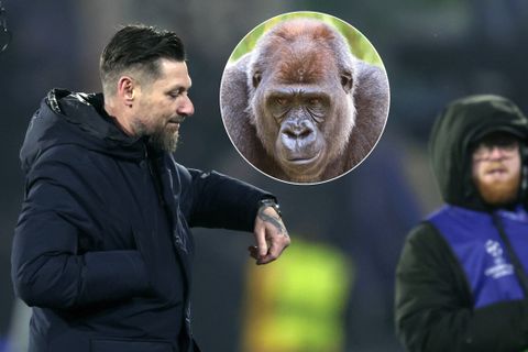 Vrouw en dochter van Feyenoord-trainer stonden oog in oog met ontsnapte gorilla Bokito: 'Dan heb je een probleem'