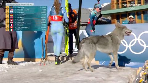 Weggelopen hond veroorzaakt trammelant op Winterspelen: 'Door hem ben ik nu beroemd'