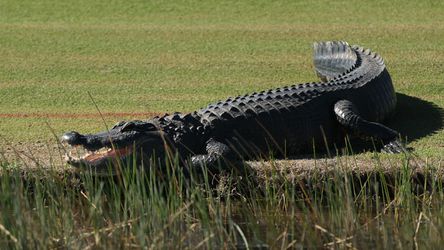 Golftoernooi wordt opgeschikt door reusachtige alligator (en lieve otter)