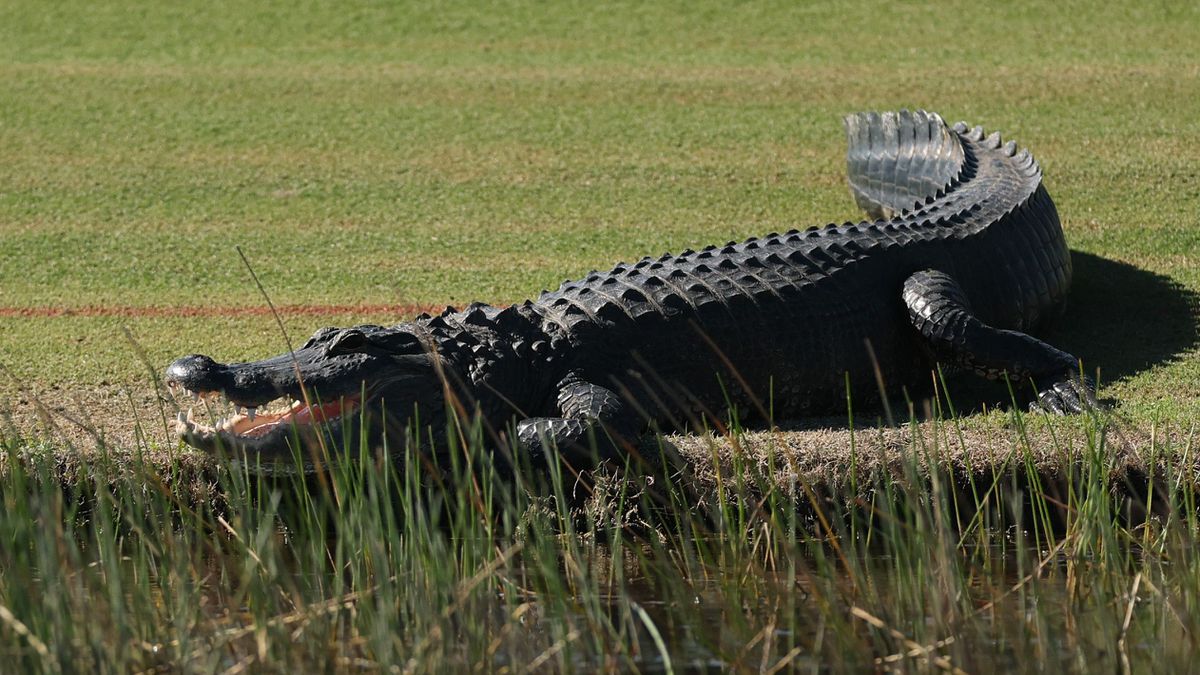 Golftoernooi wordt opgeschikt door reusachtige alligator (en lieve otter)