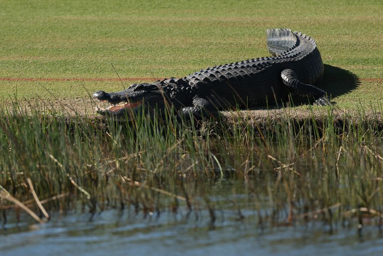 Golftoernooi wordt opgeschikt door reusachtige alligator (en lieve otter)