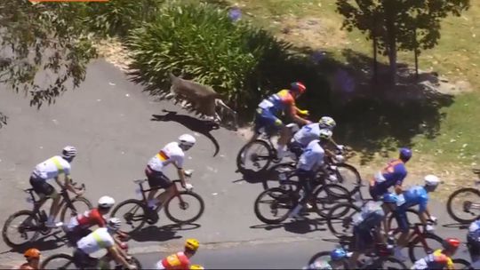 Ploeggenoten Tadej Pogacar slachtoffer van bizarre valpartij: rondspringende dieren zorgen voor chaos in wielerkoers