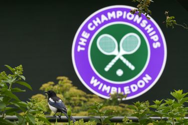 Speelschema Wimbledon 2024 | Mannen- en vrouwenfinale bekend