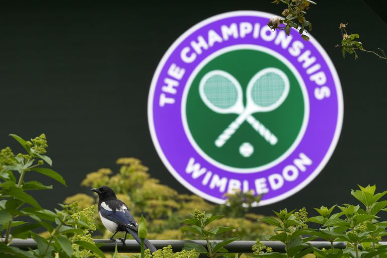 Speelschema Wimbledon 2024 | Zo laat komen Tallon Griekspoor, Botic van de Zandschulp en Arantxa Rus woensdag in actie