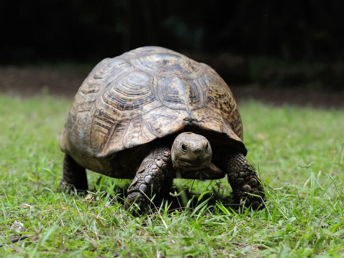 Нежният гигант, който надживя империи, войни и кралицата: На 193 г. почина най-възрастната костенурка в света