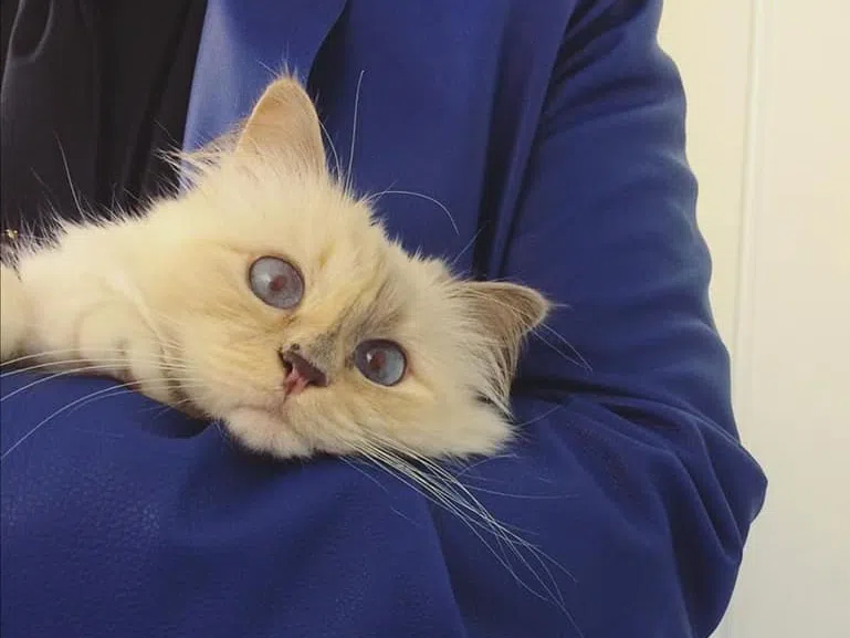 Как живее наследницата на Лагерфелд - най-богатата котка в света