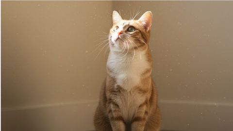 Котката ви замръзва и се взира в празен ъгъл стена