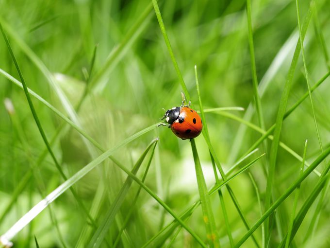 Виждате постоянно калинки? Ето какво всъщност означава това и какво е тяхното послание към вас