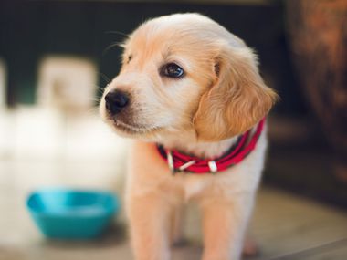 Какво трябва да знаете, ако сте решили да си вземете куче: 10 неща, без които не можете