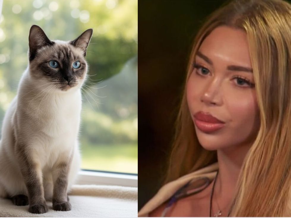 „Грация с нокти: котешкият свят на Ергена“