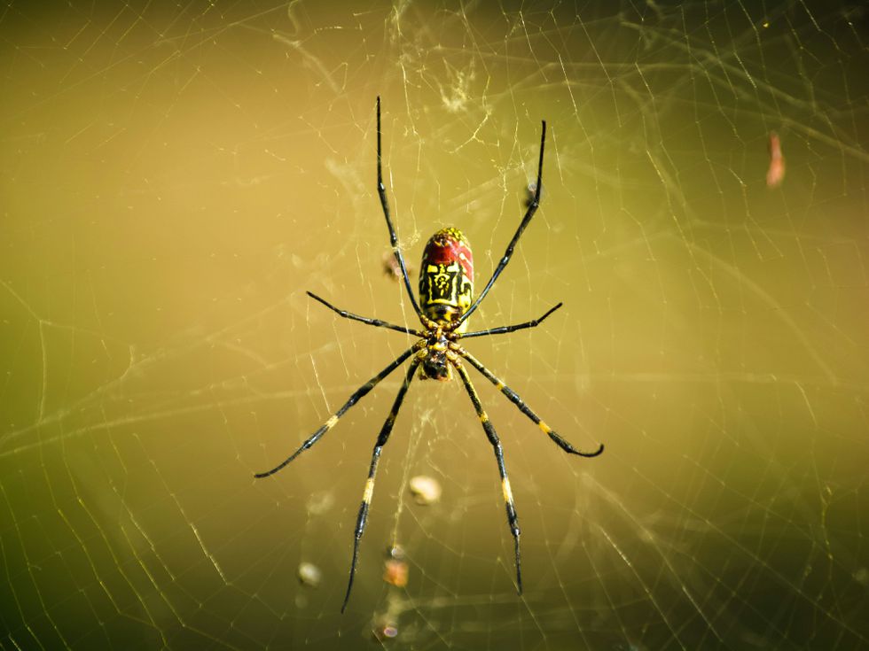 Открихте паяк вкъщи? В никакъв случай не го пипайте и не го махайте