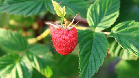 Малините отдавна се използват в кулинарията и в медицината Знаете