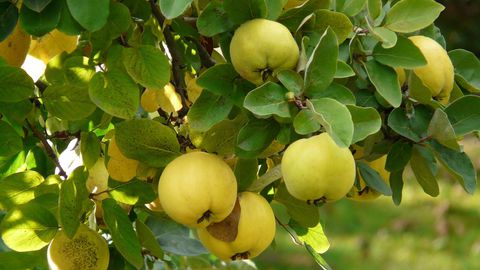 Дюлята често остава в сянката на по популярни плодове като ябълките