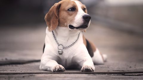 От елегантните малтийски болонки до симпатичните дакели някои породи кучета