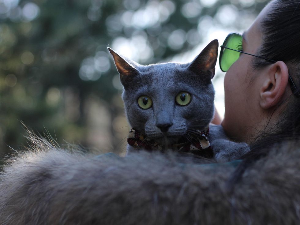 Тихата елегантност: Котешкият свят на „Ергенът: Любов в рая“