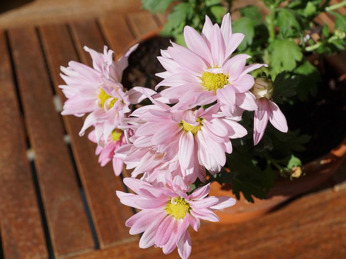 Не трябва да ги подарявате: 5 цветя, които носят лош късмет