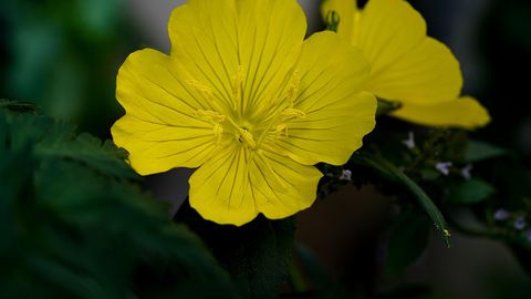 Ентусиастите на здравословното хранене отлично знаят че не трябва да