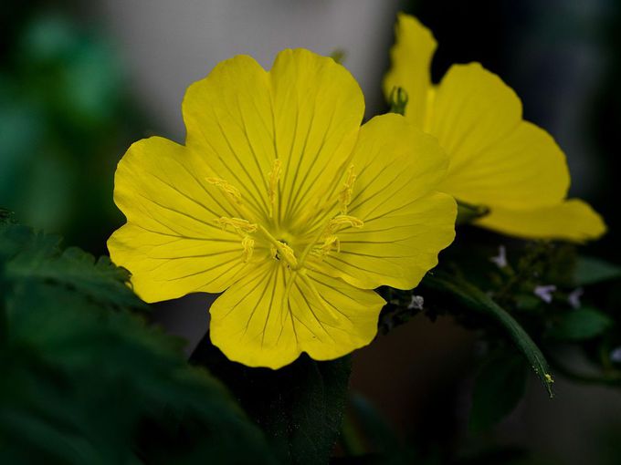 Непретенциозно, но ценно масло, което помага за регулиране на хормоните и холестерола