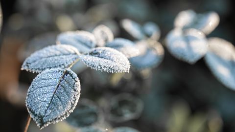 С наближаването на коледните и новогодишните празници мнозина се питат