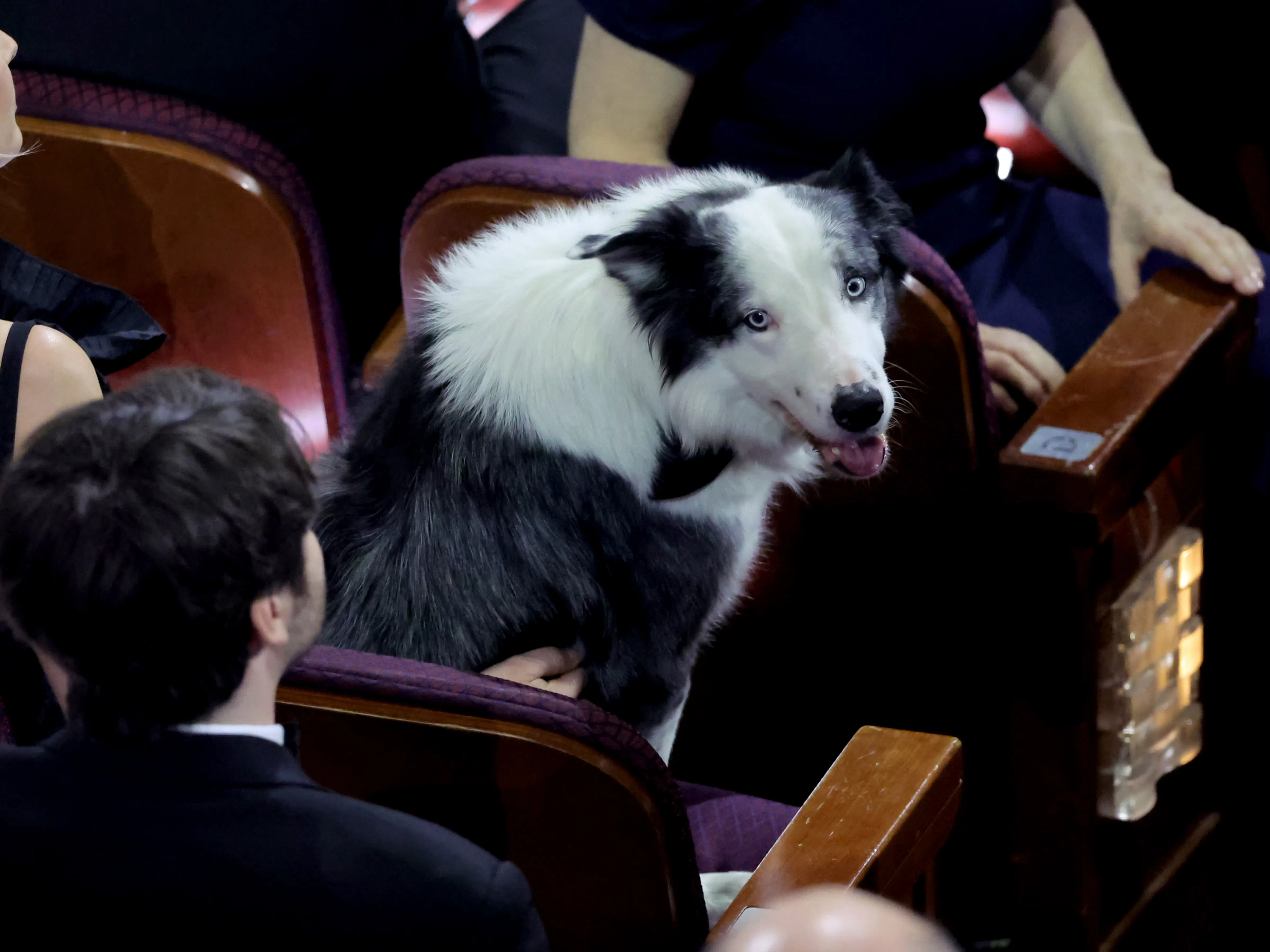 Запознайте се с Меси - кучето, което грабна сърцата на Оскарите