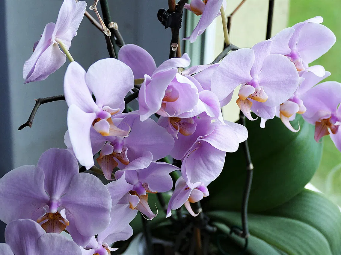 Как да накарате орхидеята да цъфти през цялата година