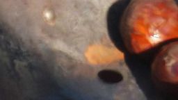 Ароматът на печени кестени кара дома да ухае на уют