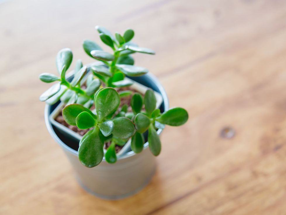 Ето как да накарате дървото на парите да цъфти