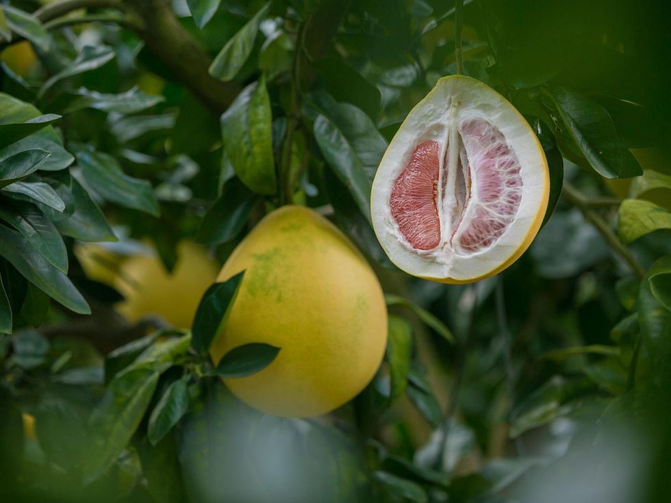 Помело: Какви са ползите от цитрусовия гигант и за кого е опасен този плод