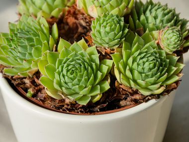 Това растение ще предпази вас и дома ви от лоши очи и енергии