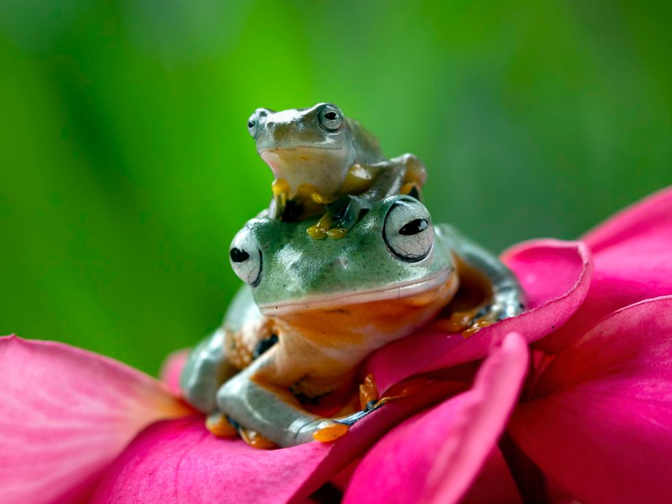 Тези жаби изумяват с хитростта си: Вижте как избягват нежеланите ласки