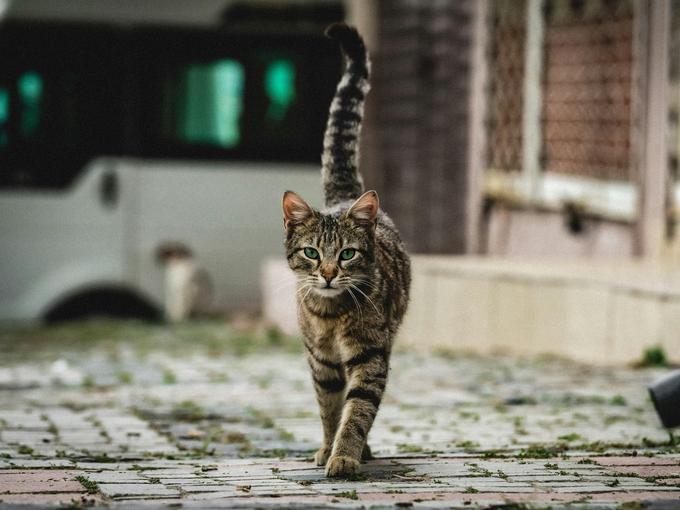 Защо в Исландия се страхуват от котките и им налагат вечерен час