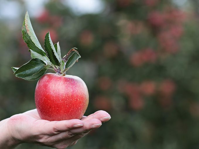 Случайно изядохте няколко ябълкови семки? Ето какво трябва да знаете