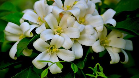 Създаването на здравословна и релаксираща среда в спалнята е от