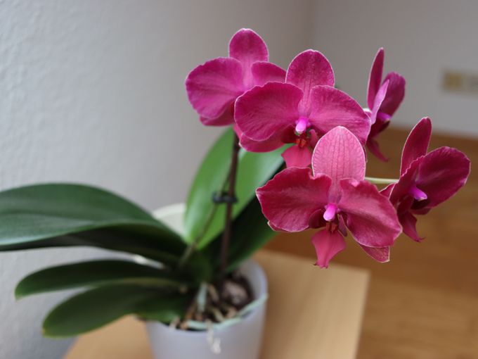 Орхидеята – символика, влияние и тайната ѝ енергия