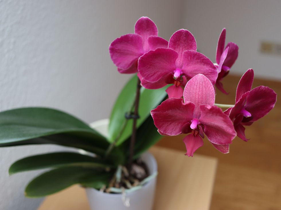 Орхидеята – символика, влияние и тайната ѝ енергия