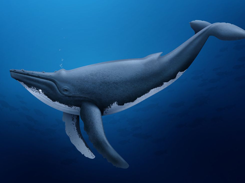 20-и век - епохата, в която избихме 3 млн. кита