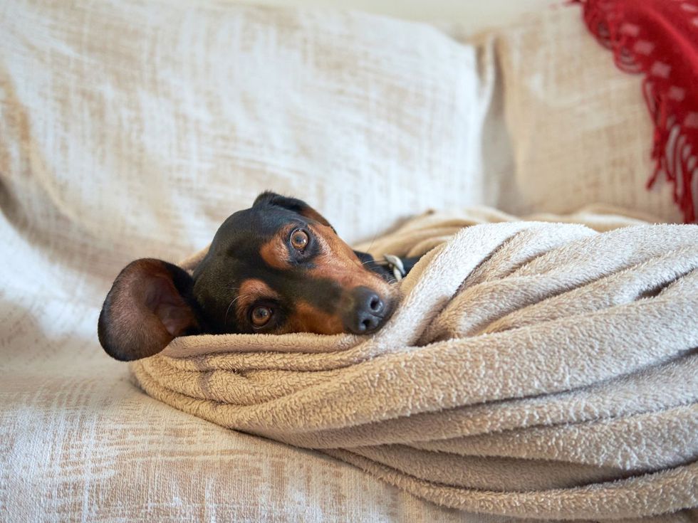 3 очарователни причини кучетата да обичат да спят в леглото ви, които не са свързани само с удобството