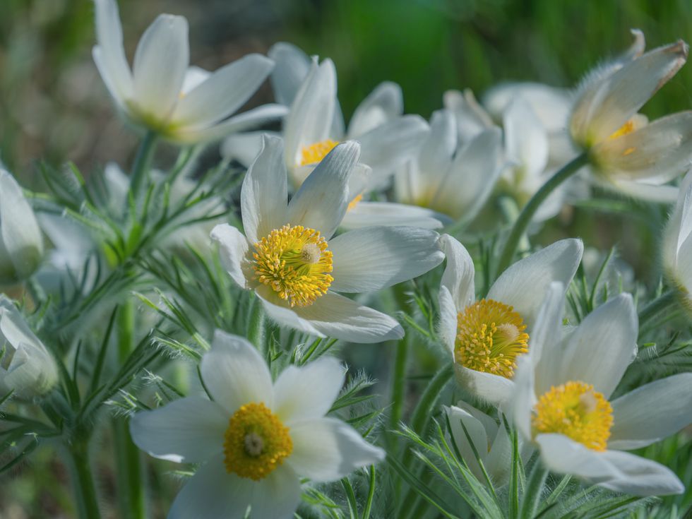 Лечебни билки според вашия хороскоп: Кои чайове и настойки ще ви бъдат от полза?