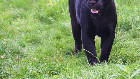 Необичайно и плашещо наблюдение разтърси района около имението на и