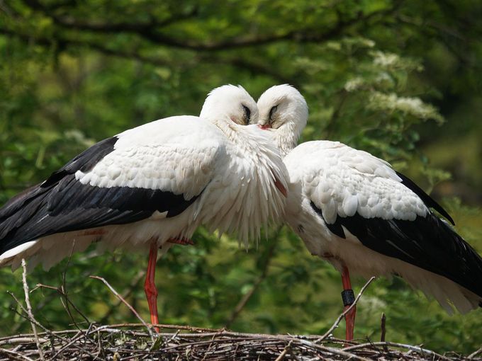 Историята на двойка влюбени щъркели конкурира телевизионните сериали