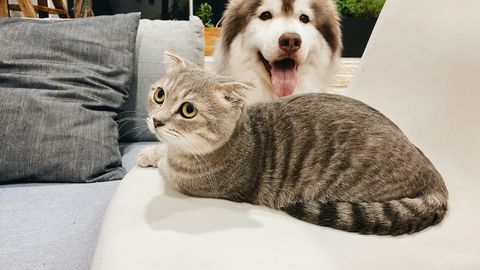 От незапомнени времена хората са се опитвали да разберат животните