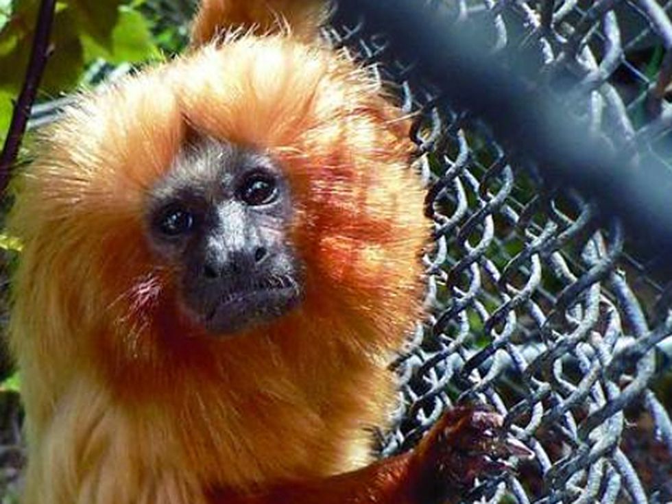 Нови маймунки в столичния зоопарк