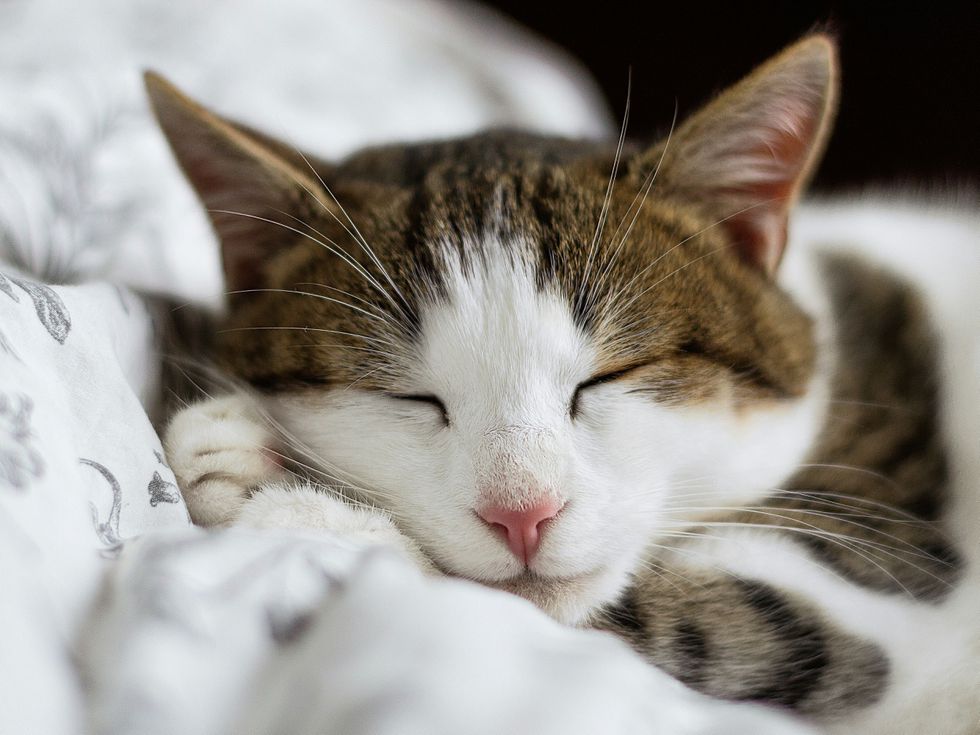 Ето защо котките предпочитат да спят само с определени хора