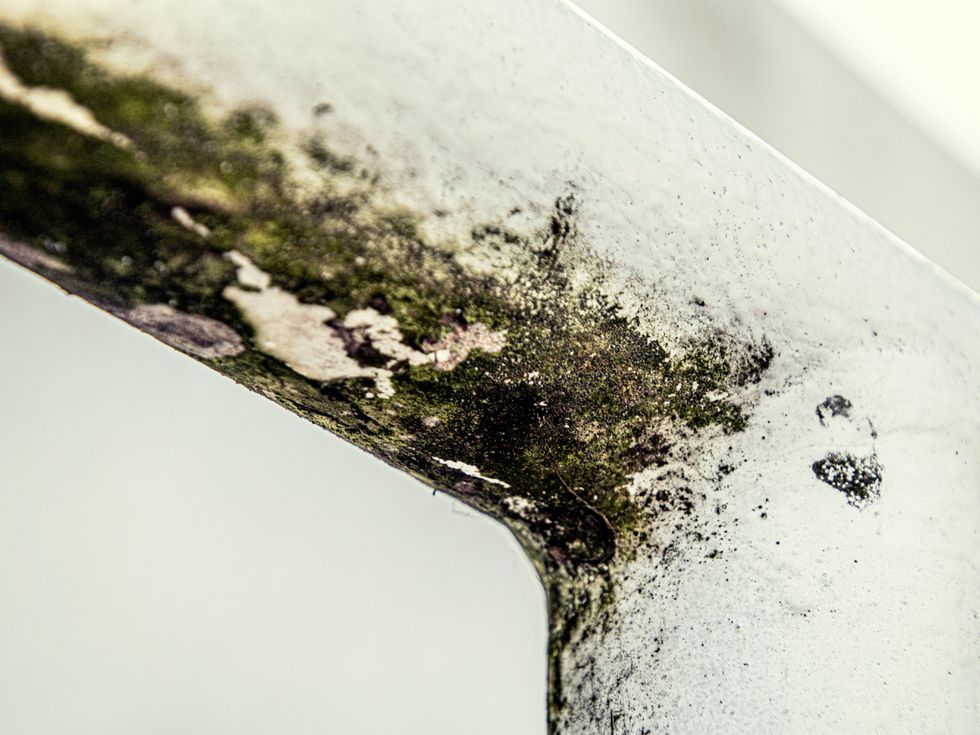 Домашни хитринки, които премахват мухъла за час