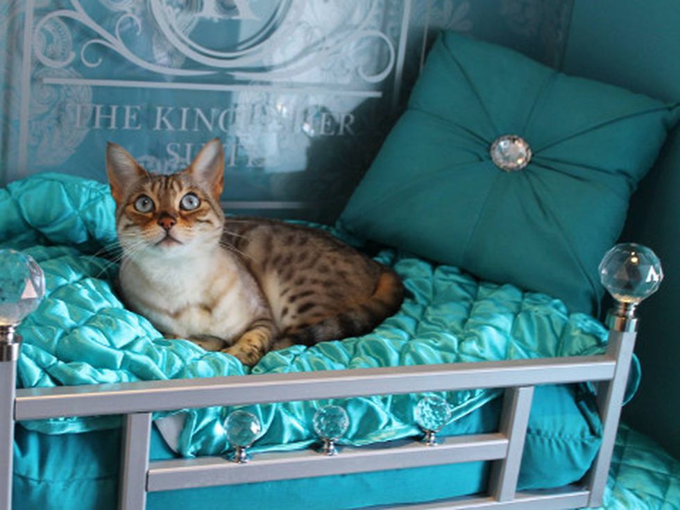 Луксозен хотел за котенца