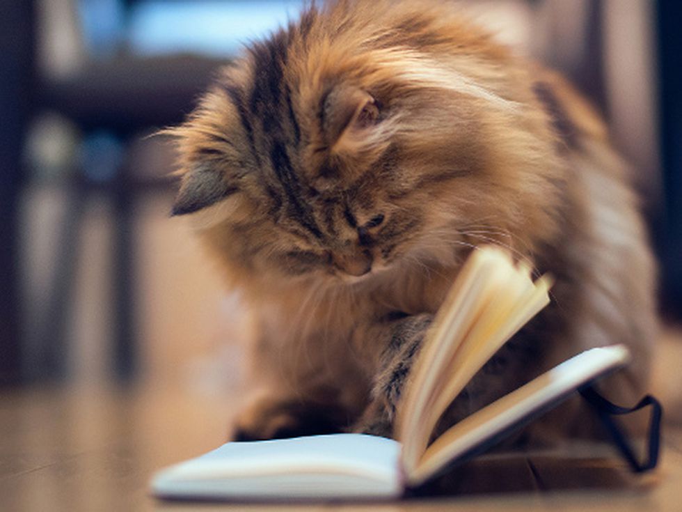 Панаири, панаири на книгата