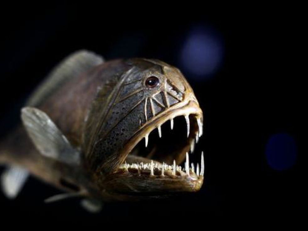 7 от най-страшните създания на океана